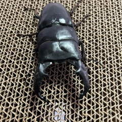 スマトラオオヒラタアチェ成虫の画像