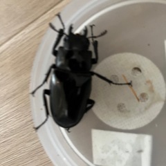 ギラファメス3びきの画像