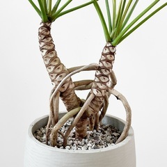 観葉植物 クッカバラの画像