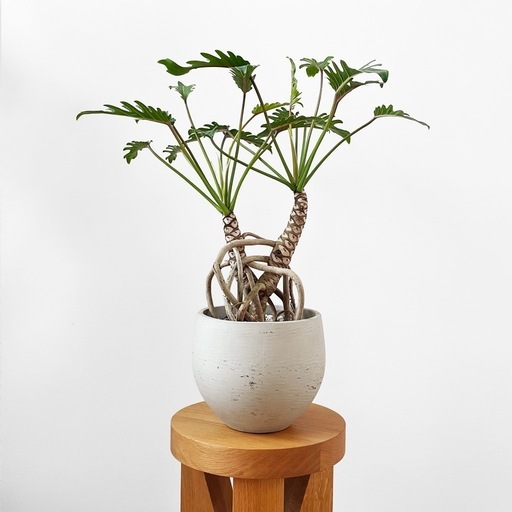 観葉植物 クッカバラ