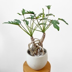 観葉植物 クッカバラの画像