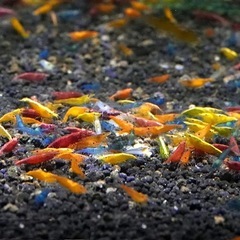 アクアリウムシュリンプ3種セット(3種*5匹)