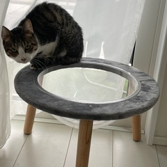 猫用ベッド(グレー)クリアドーム型脚付きの画像