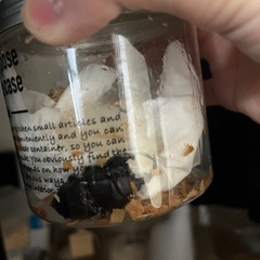 クワガタの画像