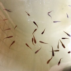 黒ラメメダカの画像