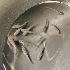 黒ラメメダカの画像