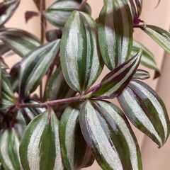 観葉植物　ムラサキツユクサ　根付きの画像