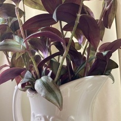 観葉植物　ムラサキツユクサ　根付きの画像