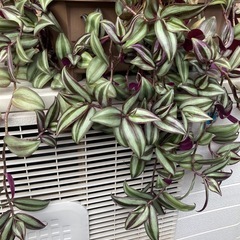 観葉植物　ムラサキツユクサ　根付きの画像