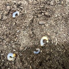 ◎　オオクワ　幼虫　６頭　◎の画像