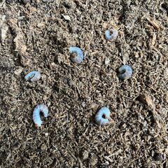 ◎　オオクワ　幼虫　６頭　◎の画像