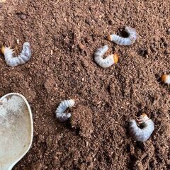 ◎　オオクワ　幼虫　６頭　◎の画像