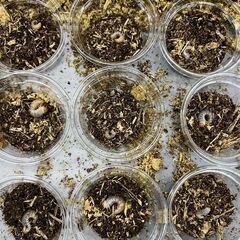 ◎　オオクワ　幼虫　６頭　◎の画像