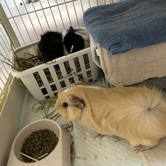 アビシニアンモルモットメス2匹