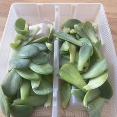 多肉植物の葉の画像