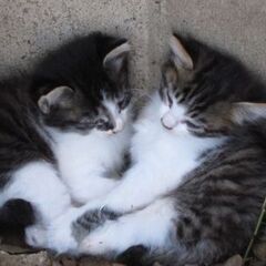 仔猫2匹の里親募集中
