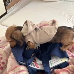 犬用ウェアの画像