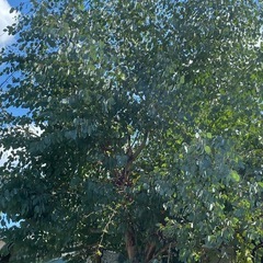 ユーカリポポラス幹1本の画像