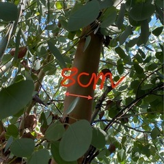 ユーカリポポラス幹1本の画像