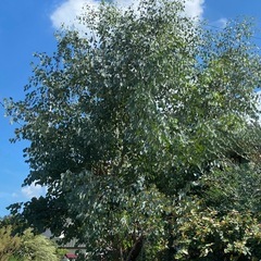 ユーカリポポラス幹1本の画像