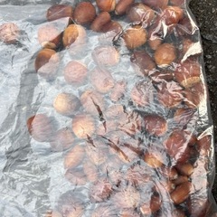 どんぐりの画像