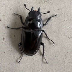 ギラファノコギリクワガタ　亜種ボロブドゥールの画像