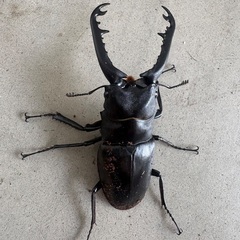 ギラファノコギリクワガタ　亜種ボロブドゥールの画像