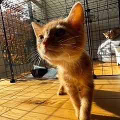 里親募集⭐️茶トラの男の子2ヶ月 - 猫