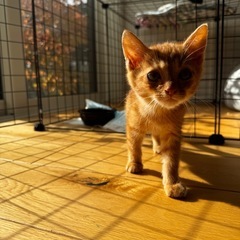 里親募集⭐️茶トラの男の子2ヶ月 − 北海道