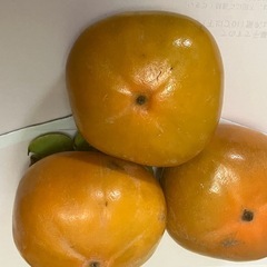 甘柿/20個以上／鮮度物11月2日収穫/の画像