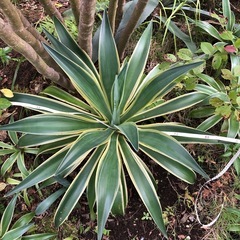 アガベベネズエラの画像