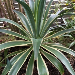 アガベベネズエラの画像
