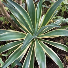 アガベベネズエラの画像