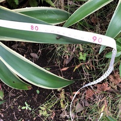 アガベベネズエラの画像