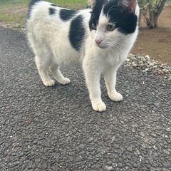 野良ちゃん女の子　甘えん坊