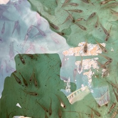 島グッピー３００匹の画像