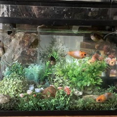 金魚と水槽一式の画像