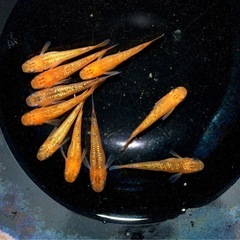 決まりました。メダカ　サンシャイン　♂4  ♀6      11/2 の画像