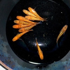 決まりました。メダカ　サンシャイン　♂4  ♀6      11/2 の画像