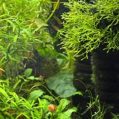 レッドラムズホーン3匹セットの画像