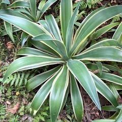 アガベベネズエラ　　抜き苗の画像
