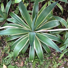 アガベベネズエラ　　抜き苗の画像