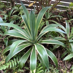アガベベネズエラ　　抜き苗の画像