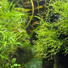 チェリーバルブの稚魚の画像