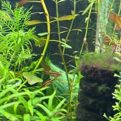 チェリーバルブの稚魚の画像