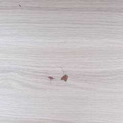 木製キャットハウス の画像