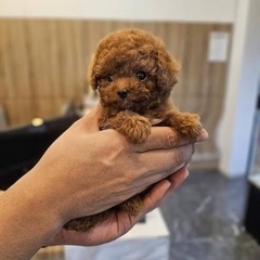 トイプードルオス