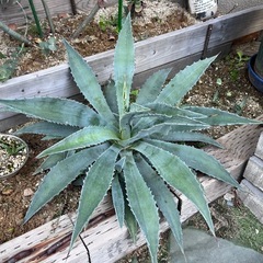 アガベ　アメリカーナの画像