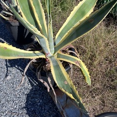 アガベ　アメリカーナの画像
