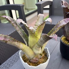 タンクブロメリア　3種類の画像